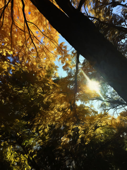 Fall Swirl Yellow Sunlight Digital Image Download