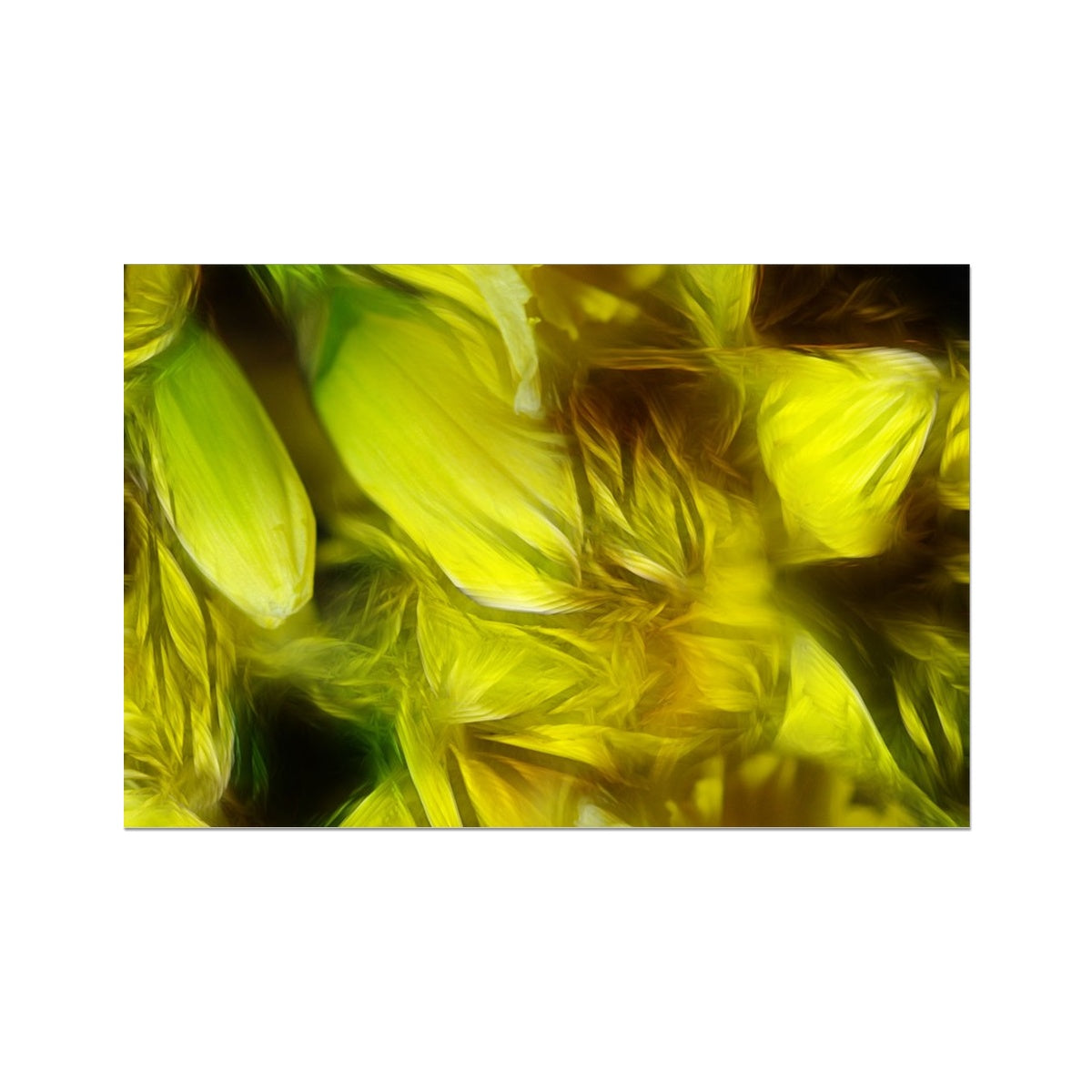 Abstract Yellow Daffodils Fine Art Print