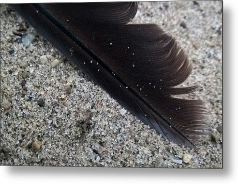 Feather On The Beach - Metal Print