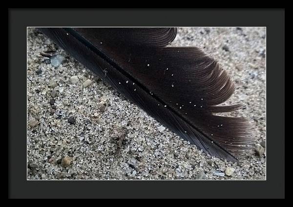 Feather On The Beach - Framed Print