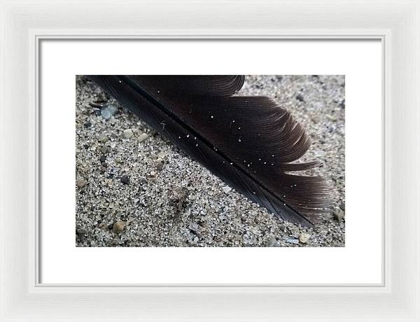 Feather On The Beach - Framed Print