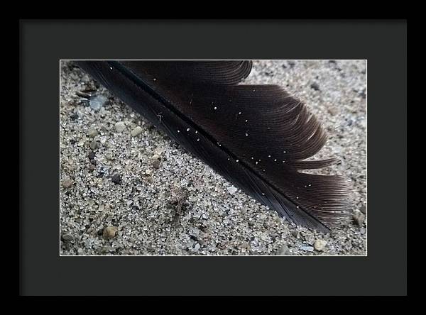 Feather On The Beach - Framed Print