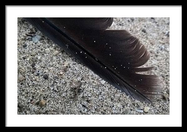 Feather On The Beach - Framed Print