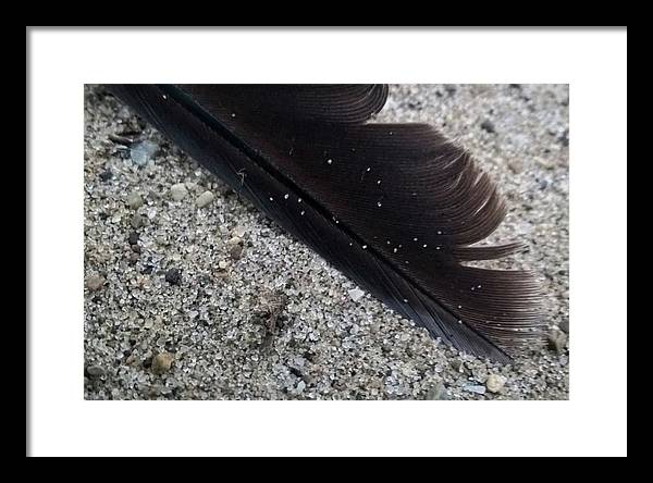 Feather On The Beach - Framed Print