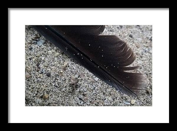 Feather On The Beach - Framed Print