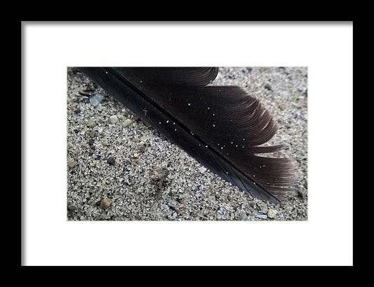 Feather On The Beach - Framed Print