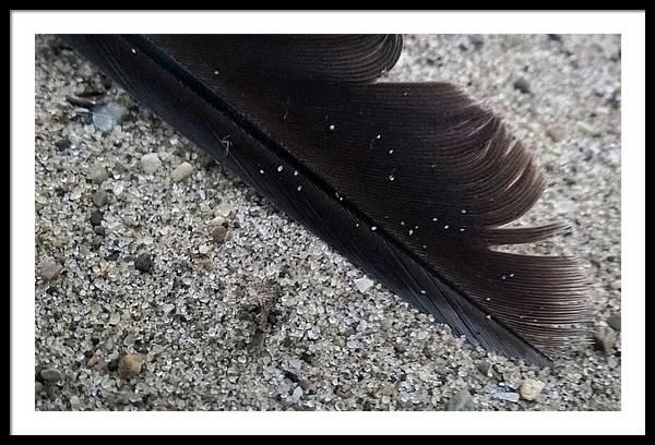 Feather On The Beach - Framed Print