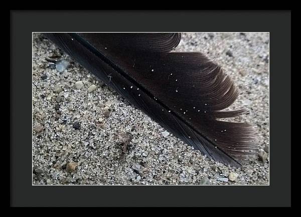 Feather On The Beach - Framed Print