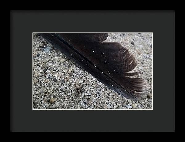 Feather On The Beach - Framed Print