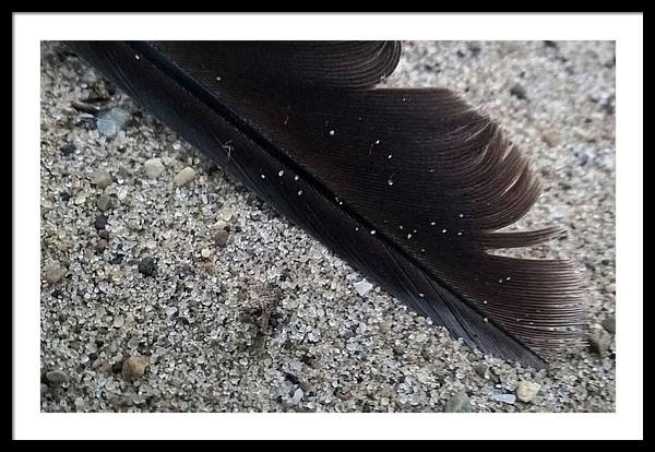 Feather On The Beach - Framed Print