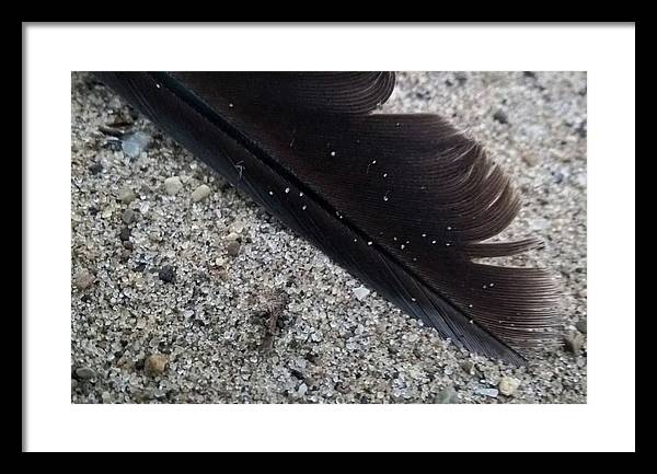 Feather On The Beach - Framed Print