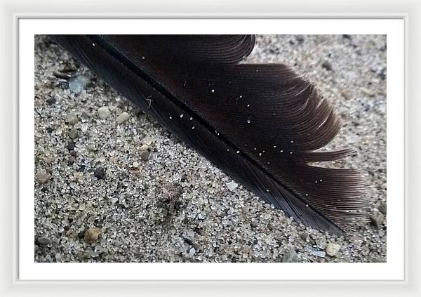 Feather On The Beach - Framed Print