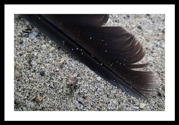 Feather On The Beach - Framed Print