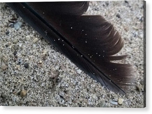 Feather On The Beach - Acrylic Print