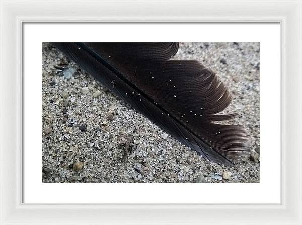 Feather On The Beach - Framed Print