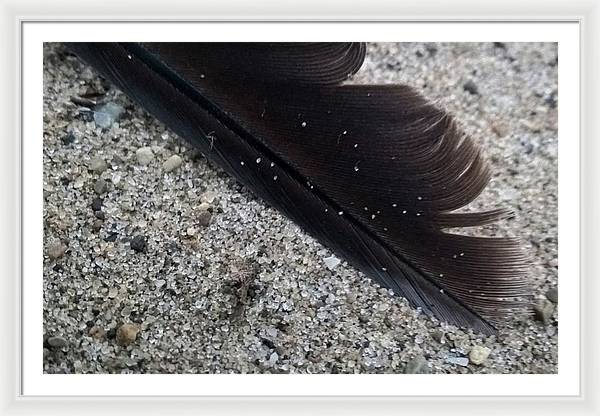 Feather On The Beach - Framed Print