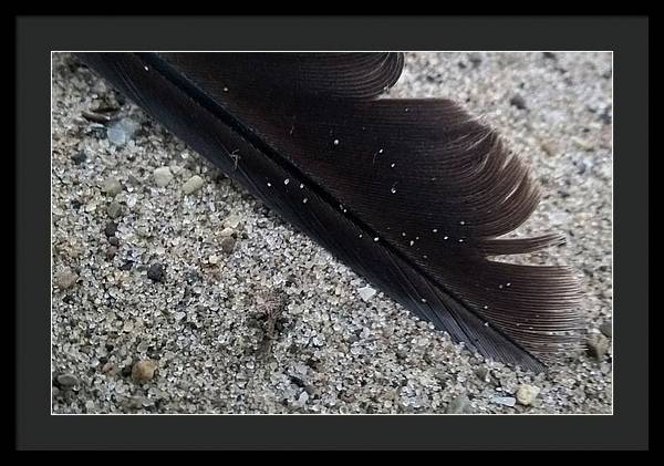 Feather On The Beach - Framed Print