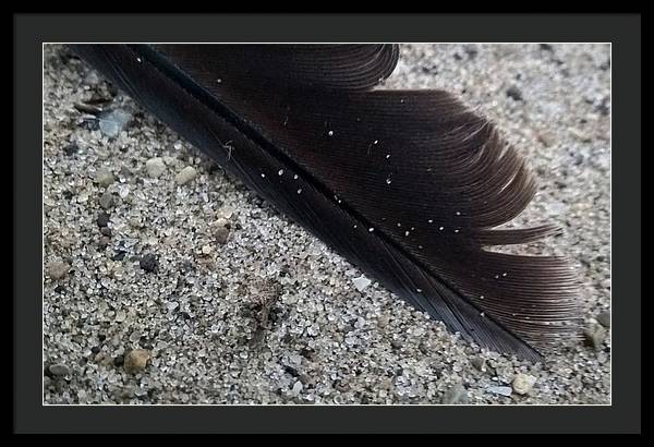 Feather On The Beach - Framed Print