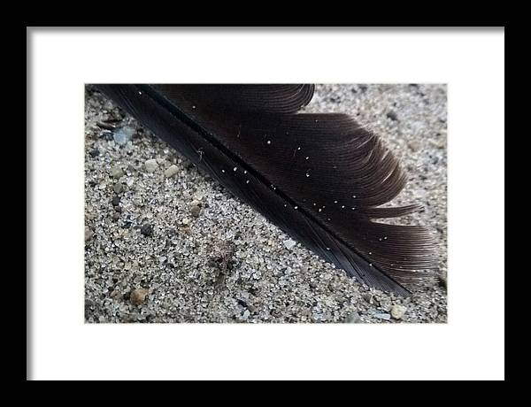 Feather On The Beach - Framed Print