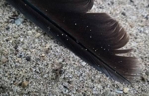 Feather On The Beach - Art Print