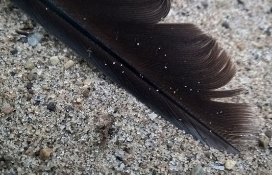 Feather On The Beach Digital Image Download