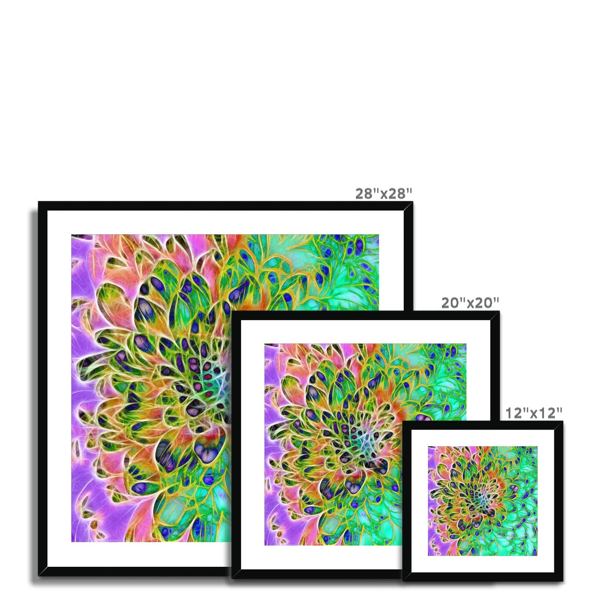 Abstract Peacock Chrysanthemum Framed & Mounted Print