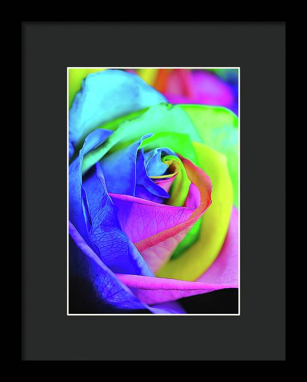 Flowers 2337 - Framed Print