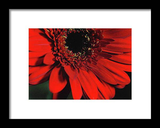 Flowers 2406 - Framed Print