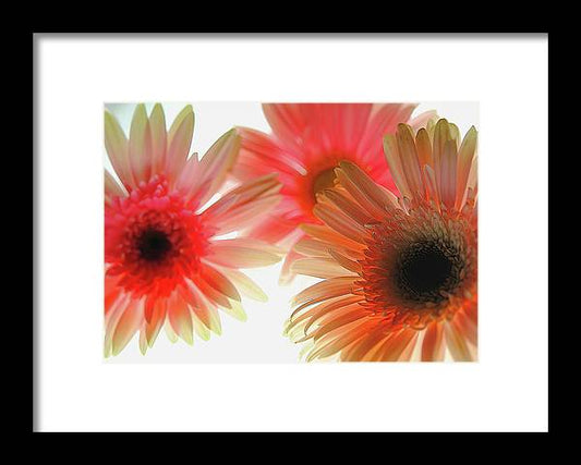 Flowers 2602 - Framed Print