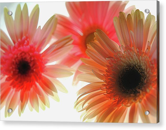 Flowers 2602 - Acrylic Print