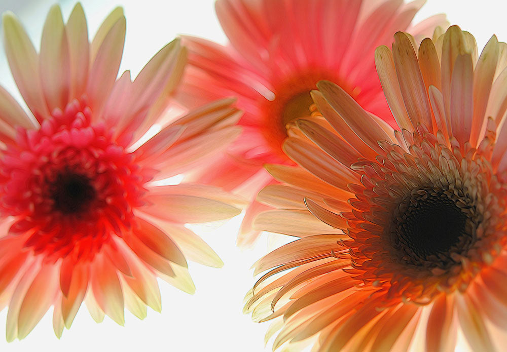 Flowers 2602 Digital Image Download