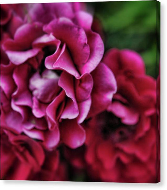 Fuchsia Flowers - Canvas Print