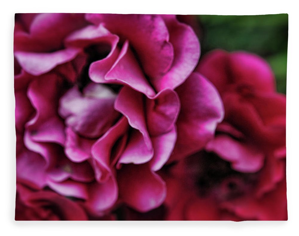 Fuchsia Flowers - Blanket