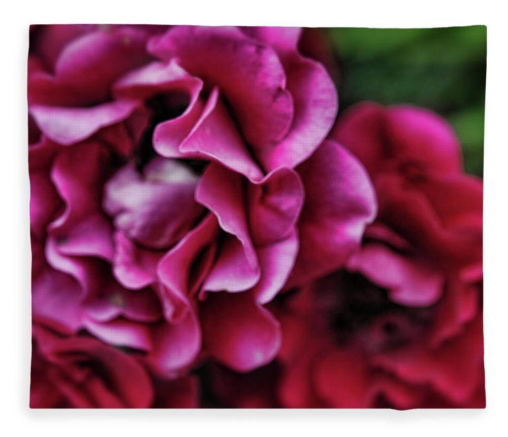 Fuchsia Flowers - Blanket