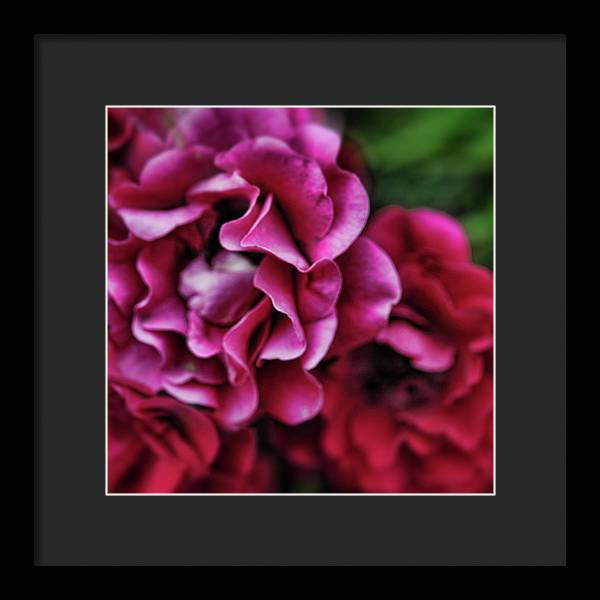 Fuchsia Flowers - Framed Print