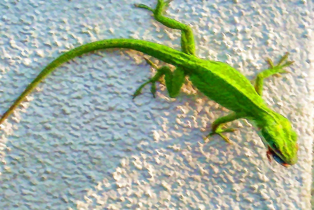 Gecko On A Wall Digital Image Download