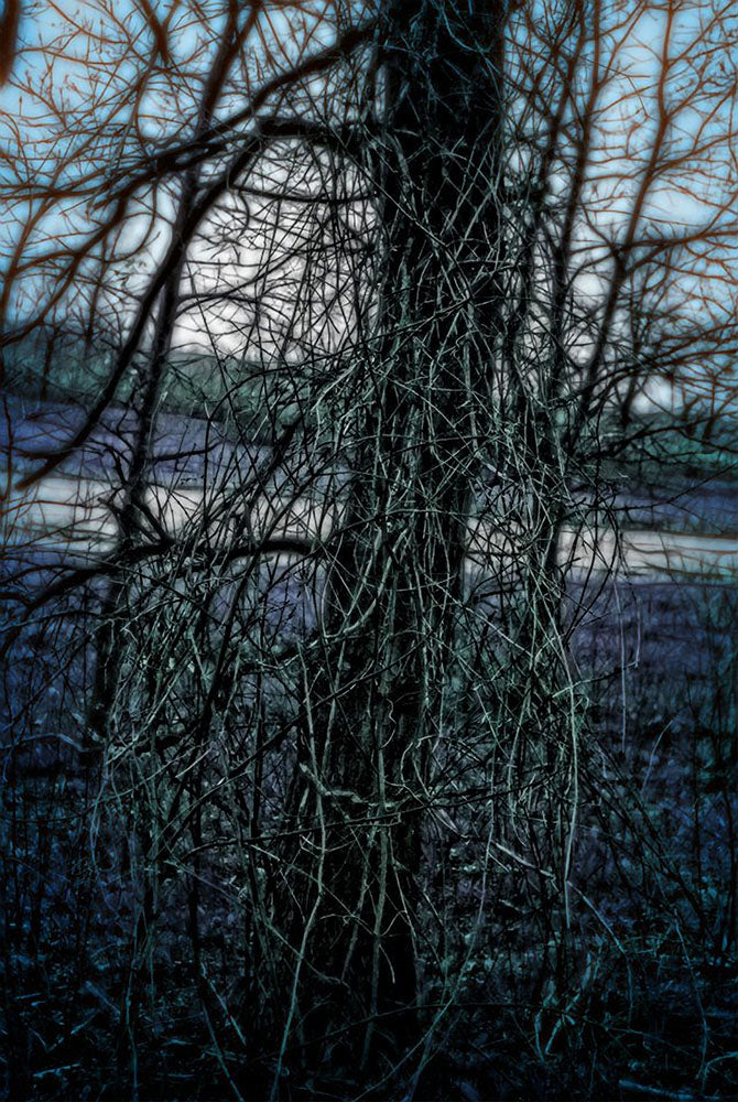 Ghostly Tree Digital Image Download