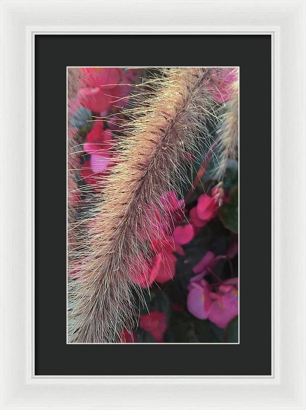 Grass and Geraniums - Framed Print