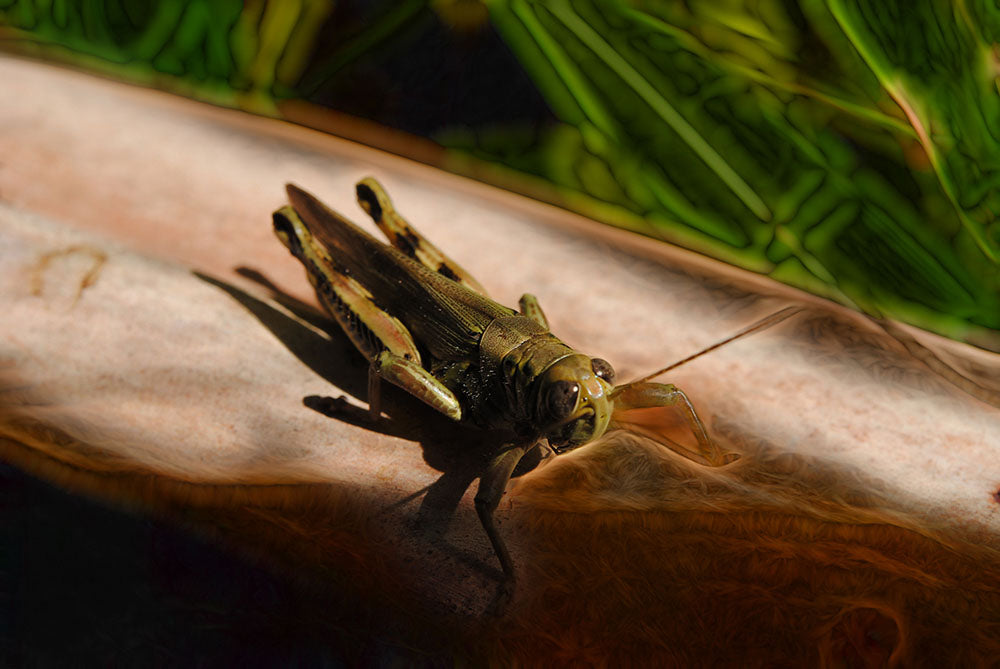 Grasshopper Digital Image Download