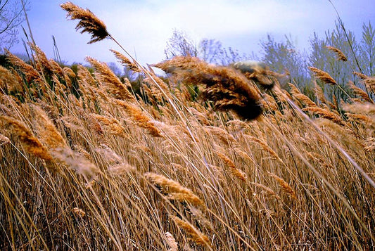 Grassy Field Digital Image Download