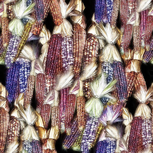 Harvest Corn Pattern Digital Image Download