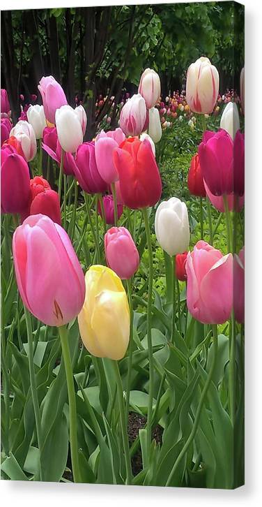 Home Chicago Tulips - Canvas Print