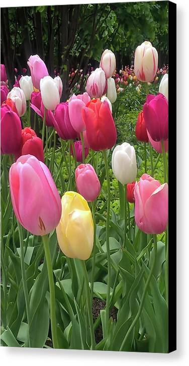 Home Chicago Tulips - Canvas Print