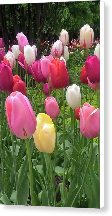 Home Chicago Tulips - Canvas Print