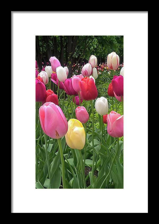 Home Chicago Tulips - Framed Print