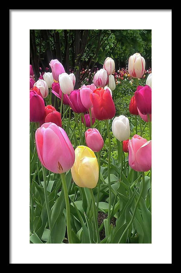 Home Chicago Tulips - Framed Print