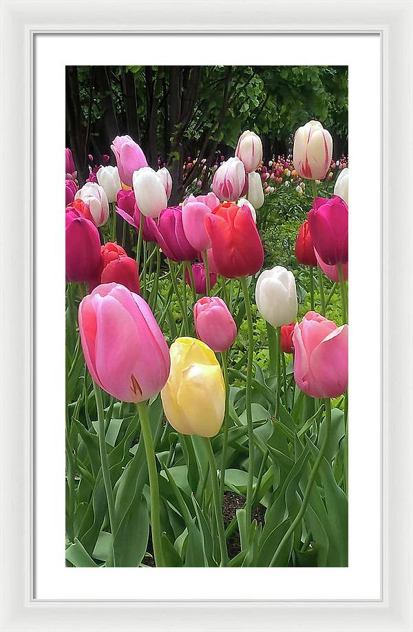 Home Chicago Tulips - Framed Print