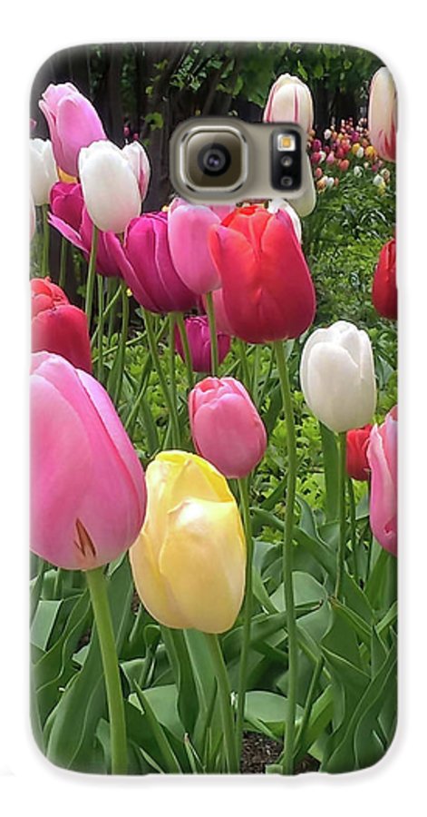 Home Chicago Tulips - Phone Case