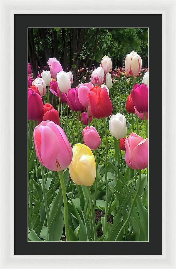 Home Chicago Tulips - Framed Print