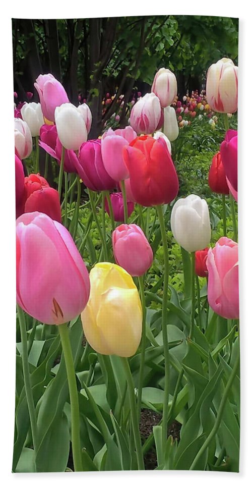 Home Chicago Tulips - Beach Towel